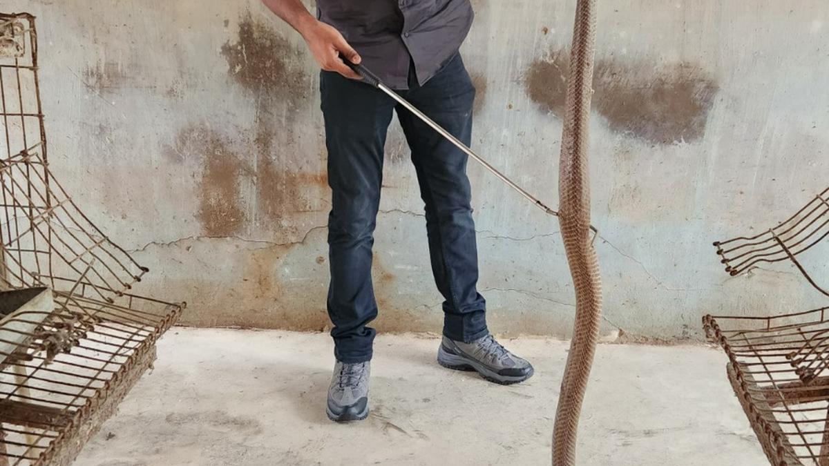 Friends of Snakes Society rescued 13,028 snakes across Telangana in 2024, four-fold increase from 2015